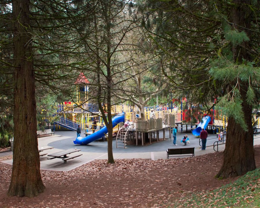 a large play structure in under even larger evergreen trees