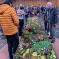 Event Photo: Fall Mushroom Show 