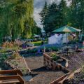 Event Photo: Helvetia Lavender Festival 
