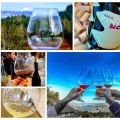 Event Photo: Oregon Wine Tasting Tour
