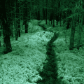 Event Photo: Knowing Nature: Stories of the Boreal Forest