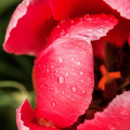 Event Photo: Raleigh Park Garden Tour