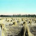 Flaxen: From Flax to Linen in the Willamette Valley, Oregon