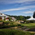 Vinyasa in the Vineyard