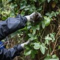 Ivy Removal Volunteer Day