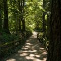 Fire Ecology and Native Plant Hikes