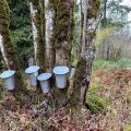 Maple Sugaring at Hoyt Arboretum