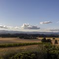 Dinner in the Field at Anne Amie Vineyards