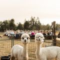 Dinner in the Field at Alpacas at Marquam Hill Ranch w/ Argyle Winery and Double Circle