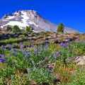 Wine, Waterfall, and Timberline Tour