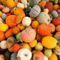 Harvest Festival