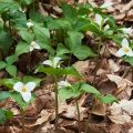 Grief-focused Forest Bathing