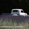 Lavender Festival at Wayward Winds