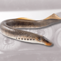 Science Pub: Stuck On Pacific Lamprey