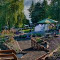 Helvetia Lavender Festival