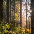 Forest Bathing