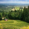 image of a red barn in beside fields of grapes