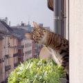a cat looking out an apartment window