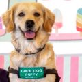 A golden retriever puppy wearing a green "Guide Dog Puppy" vest sits in front of a colorful, ice cream-themed backdrop featuring illustrations of popsicles, ice cream cones, and pastel stripes. The dog is looking at the camera with its mouth open, appearing happy and alert.