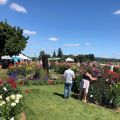People strolling through fields of flowers