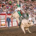 a bullrider riding a bucking bull in front of a crowd at a rodeo