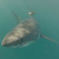 a shark swimming