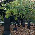 gravestones standing in a wooded lawn