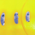 abstract faces poking through a yellow background
