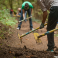 people using gardening tools to even out a path in a forest