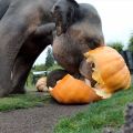 an elephant breaking open a giant pumpkin