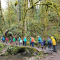 people in rain gear walking a path in a forest