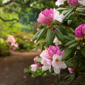 blooming pink rhododendrons with a verdant background