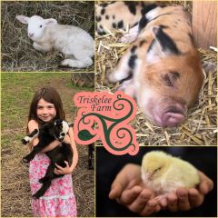 Triskelee Farm Spring Fling