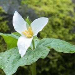Trillium Festival