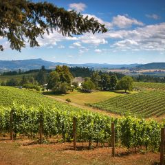 Willamette Valley Wine Tasting Tour