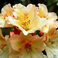 Mother's Day Rhododendron Show & Sale