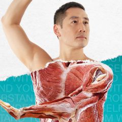 Body Worlds & The Cycle of Life