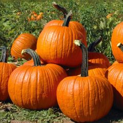 Hood River Valley Harvest Fest