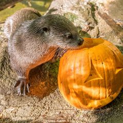 Howloween