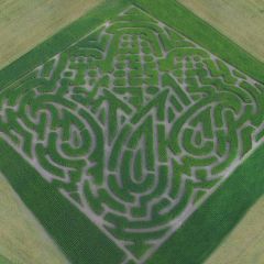 Corn Maze at Topaz Farm