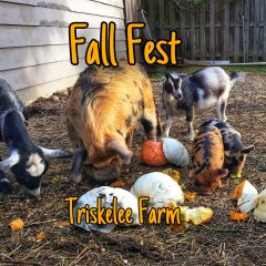 Triskelee Farm Fall Fest