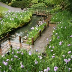 Greater Portland Iris Society Show