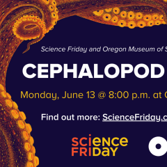 Cephalopod Movie Night