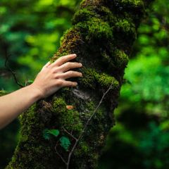 Forest Bathing