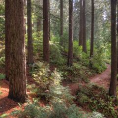 Forest Bathing