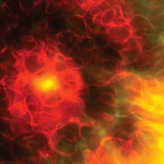 Black Holes
