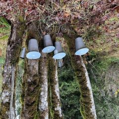 Maple Sugaring at Hoyt Arboretum