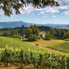 Willamette Valley Wine Tour