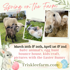 Spring On The Farm