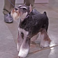 Rose City Classic Dog Show
